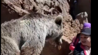 لحظه سیلی زدن خرس به یک دختر در مشگین شهر اردبیل !