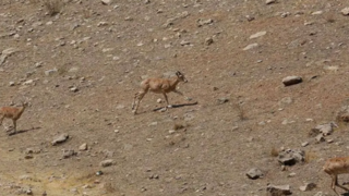 افتتاح پاسگاه محیطبانی در شرق تهران افتتاح پاسگاه محیطبانی در شرق تهران