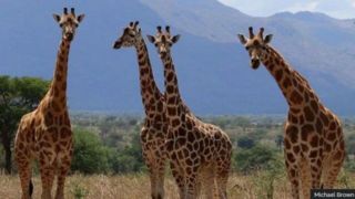 شناسایی ۳ گونه جدید زرافه