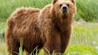  خرس‌های سبلان در کمین مناطق مسکونی