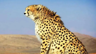 فیلمی از مشاهدۀ ۲ قلاده یوزپلنگ آسیایی در منطقۀ توران فیلمی از مشاهدۀ ۲ قلاده یوزپلنگ آسیایی در منطقۀ توران