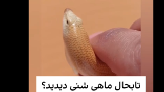 ماهی دست و پا دار در خشکی! ماهی دست و پا دار در خشکی!