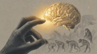 رابطه طول انگشت شست و اندازه مغز و توانایی شناختی رابطه طول انگشت شست و اندازه مغز و توانایی شناختی