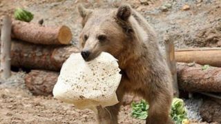 اگر خرس دیدید چه باید بکنید؟/ اگر حمله کند توان فرار ندارید اگر خرس دیدید چه باید بکنید؟/ اگر حمله کند توان فرار ندارید