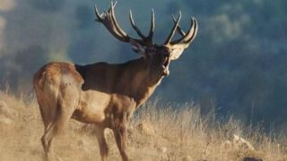 گاوبانگی گوزن در ارتفاعات مازندران گاوبانگی گوزن در ارتفاعات مازندران