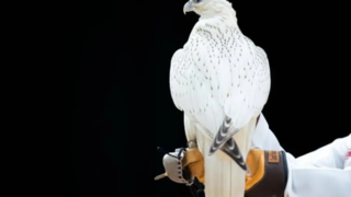 یک شاهین کمیاب ۳۲ میلیارد تومان فروخته شد یک شاهین کمیاب ۳۲ میلیارد تومان فروخته شد