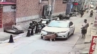 لحظه زیر گرفته شدن یک سگ خانگی توسط خودرو لحظه زیر گرفته شدن یک سگ خانگی توسط خودرو