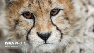 یوزپلنگ در لبه پرتگاه انقراض/ عملیات نجات یوز با کمک دستگاه‌ها و مردم