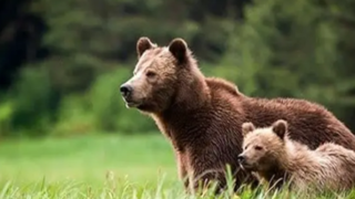 مشاهده خرس مادر و توله‌اش در ارتفاعات شهسوار