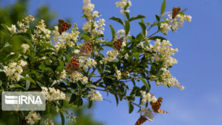کاهش نسبی دما در شمال شرق و شرق کشور