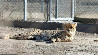 یوزپلنگ‌های پارک ملی توران