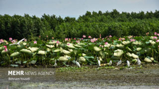 تالاب انزلی؛ چشم‌اندازی تماشایی از طبیعت شمال ایران