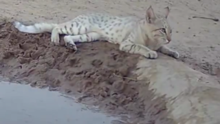 تصاویر دیدنی از گربهی وحشی در شنزارهای کرخه تصاویر دیدنی از گربهی وحشی در شنزارهای کرخه