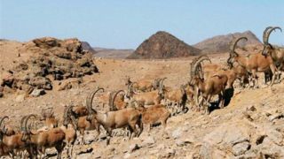 محیط‌بانان فداکاری که با ظرف کوچک به حیوانات آب می‌رسانند