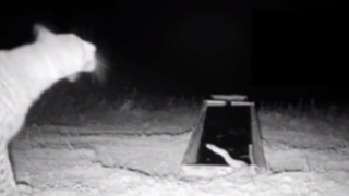 شکار لحظه روبرو شدن پلنگ ایرانی و مار شکار لحظه روبرو شدن پلنگ ایرانی و مار