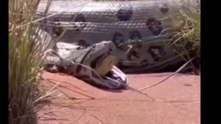 مار می خورد تا افعی شود؟!