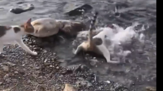 صید ماهی توسط گربه شکارچی ! صید ماهی توسط گربه شکارچی !