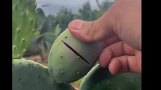 گوشت کاکتوس خوردید؟!