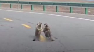 دعوای دو حیوان موجب بسته شدن اتوبان شد دعوای دو حیوان موجب بسته شدن اتوبان شد