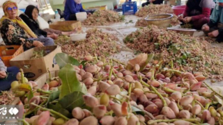 برداشت پسته در دامغان برداشت پسته در دامغان