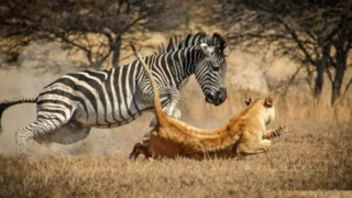 فرار معجزهآسای گورخر از چنگال شیر ماده فرار معجزهآسای گورخر از چنگال شیر ماده