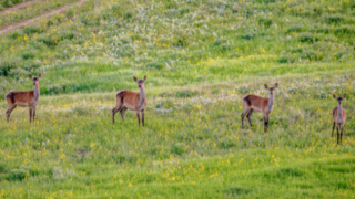 حال خوش گله‌های «مَرال» در ارتفاعات مازندران