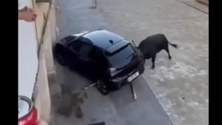 حمله عجیب یک گاو وحشی به خودرو در اسپانیا