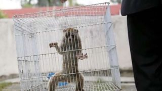 تدوین برنامه‌ برای مقابله با قاچاق حیات وحش در فضای مجازی