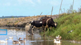خشکی در کمین تالاب انزلی خشکی در کمین تالاب انزلی