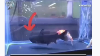 ماهی ای که بعد از چهار سال همزیستی دوستش را بلعید! ماهی ای که بعد از چهار سال همزیستی دوستش را بلعید!