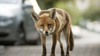 افزایش حضور روباه‌ها در قلب پایتخت | مقصر این افراد هستند