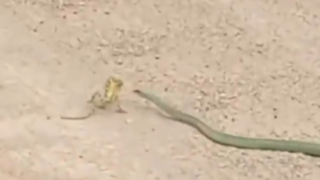 ببینید این مار سمی چگونه شکار می‌کند !