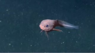 ژرفای دریا همیشه ترسناک نیست: کشف موجودی صورتی با لبخند بامزه در عمق ۳ هزار متری ژرفای دریا همیشه ترسناک نیست: کشف موجودی صورتی با لبخند بامزه در عمق ۳ هزار متری