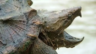 شکار یک پرنده توسط لاکپشت گازگیر شکار یک پرنده توسط لاکپشت گازگیر