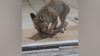 روباه تشنه و گرسنه در کرمانشاه مهمان مردم شد!