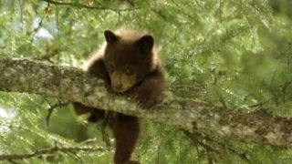 لحظه دیدنی بالارفتن سریع توله خرس قهوهای از درختان جنگلهای شمال لحظه دیدنی بالارفتن سریع توله خرس قهوهای از درختان جنگلهای شمال