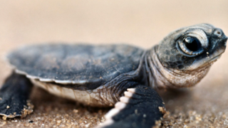 تصاویر دیدنی از لاک‌پشت تازه متولد شده‌ای که برای اولین بار دنیا را می‌بیند