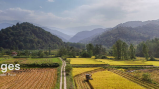 برداشت برنج در ارتفاعات مازندران