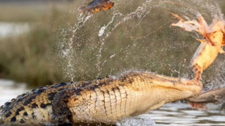 تمساح یک گربه‌ماهی در حال شکار را بلعید