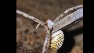 تنها چیزی که ما را از دست مورچهها نجات میدهد انداره آنهاست! تنها چیزی که ما را از دست مورچهها نجات میدهد انداره آنهاست!