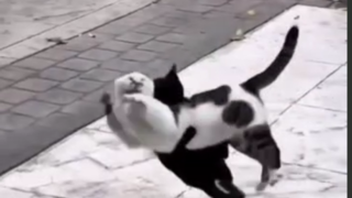 گربه‌های ایران بعد از قهرمانی کشتی در جهان