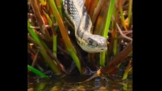 تصاویر دیدنی از گوشه ای از طبیعت و حیات وحش