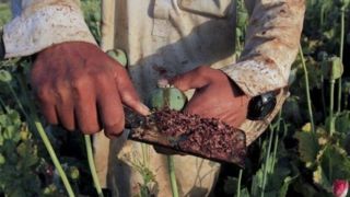  تضمین دولت درباره «کِشت بدون نَشت خشخاش» چیست؟