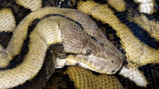 لحظه دلهره‌آور حمله مار پیتون به یک ماجراجو