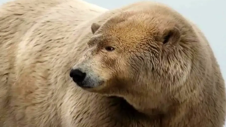 چاقترین خرس قطبی آلاسکا چاقترین خرس قطبی آلاسکا