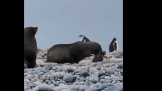 شکار پنگوئن نگونبخت توسط شیر دریایی شکار پنگوئن نگونبخت توسط شیر دریایی