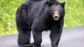 مواجهه غیرمنتظره مرد با خرس سیاه