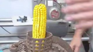 دانه‌های ذرت‌ها رو اینطوری جدا می‌کنن !