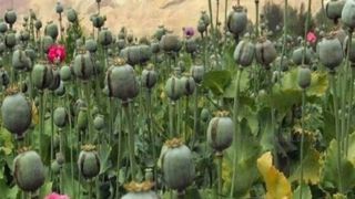 مجازات شدید و تلخی در انتظار کشت غیرقانونی خشخاش است مجازات شدید و تلخی در انتظار کشت غیرقانونی خشخاش است