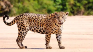 غرش ناگهانی پلنگ، کارگران مزرعه را فراری داد غرش ناگهانی پلنگ، کارگران مزرعه را فراری داد